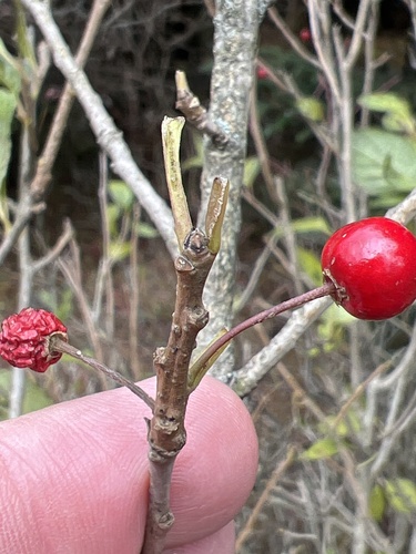 Longstalk holly (Ilex collina)