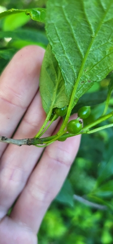 Longstalk holly (Ilex collina)