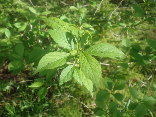 Longstalk holly (Ilex collina)