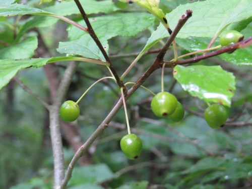 Longstalk holly (Ilex collina)