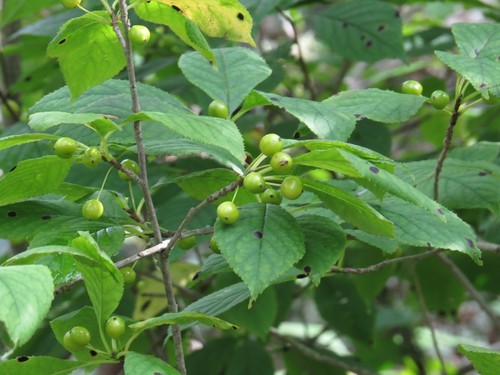 Longstalk holly (Ilex collina)