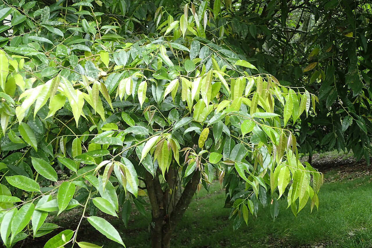 Ilex corallina: Ilex corallina in Hackfalls Arboretum, Hawkes's Bay, NZ