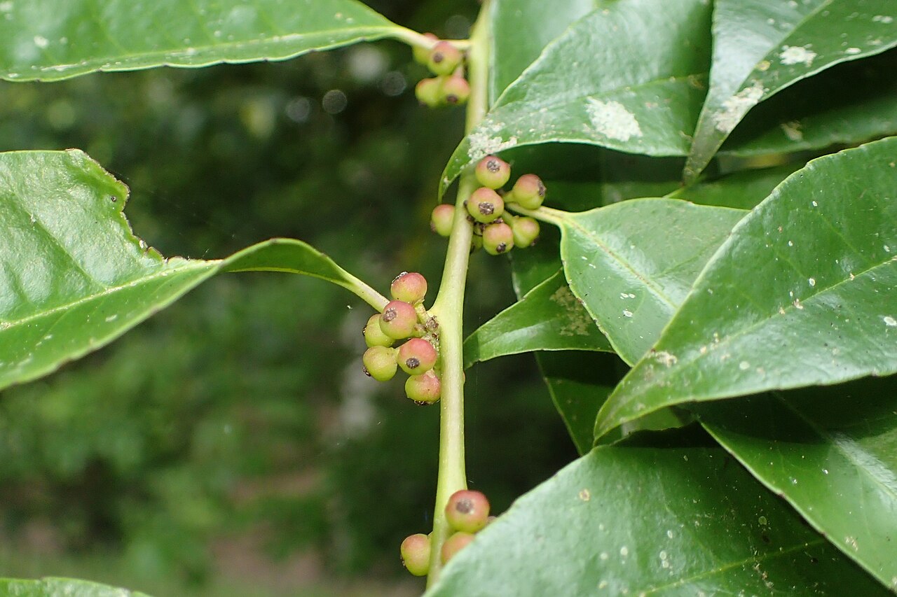 Ilex corallina: Ilex corallina in Hackfalls Arboretum, Hawkes's Bay, NZ