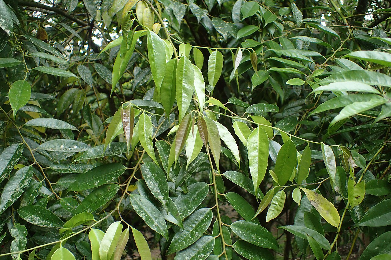 Ilex corallina: Ilex corallina in Hackfalls Arboretum, Hawkes's Bay, NZ