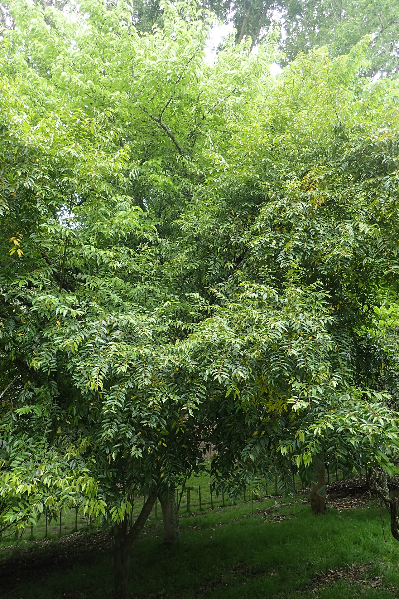 Ilex corallina: Ilex corallina in Hackfalls Arboretum, Hawkes's Bay, NZ