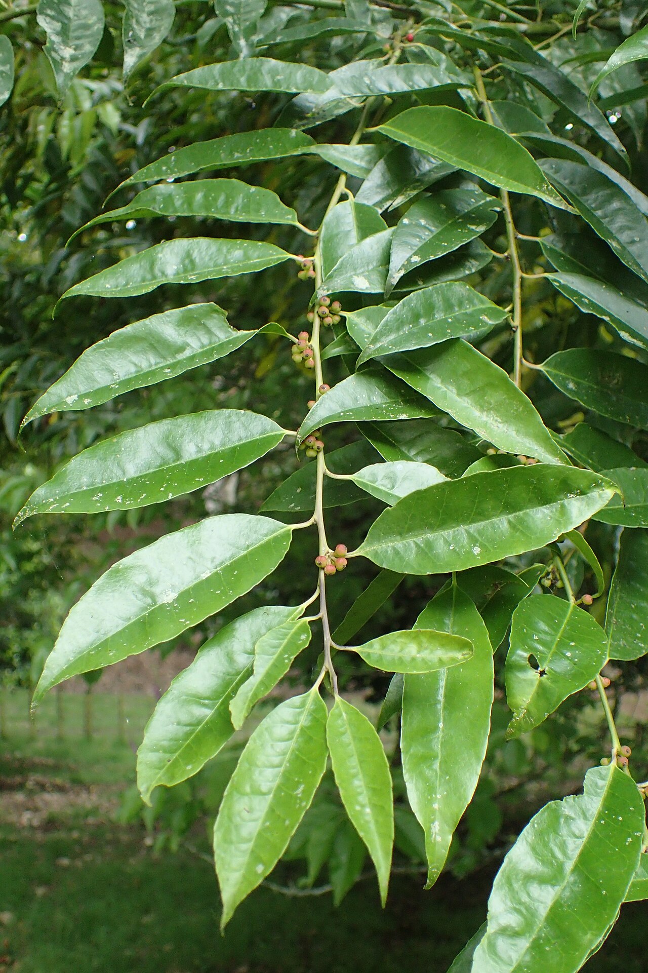 Ilex corallina: Ilex corallina in Hackfalls Arboretum, Hawkes's Bay, NZ