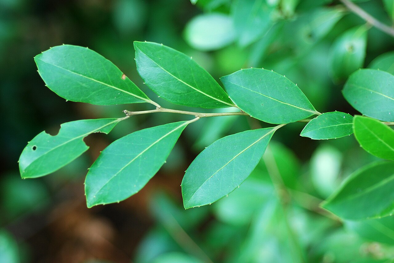 Large gallberry: Ilex coriacea