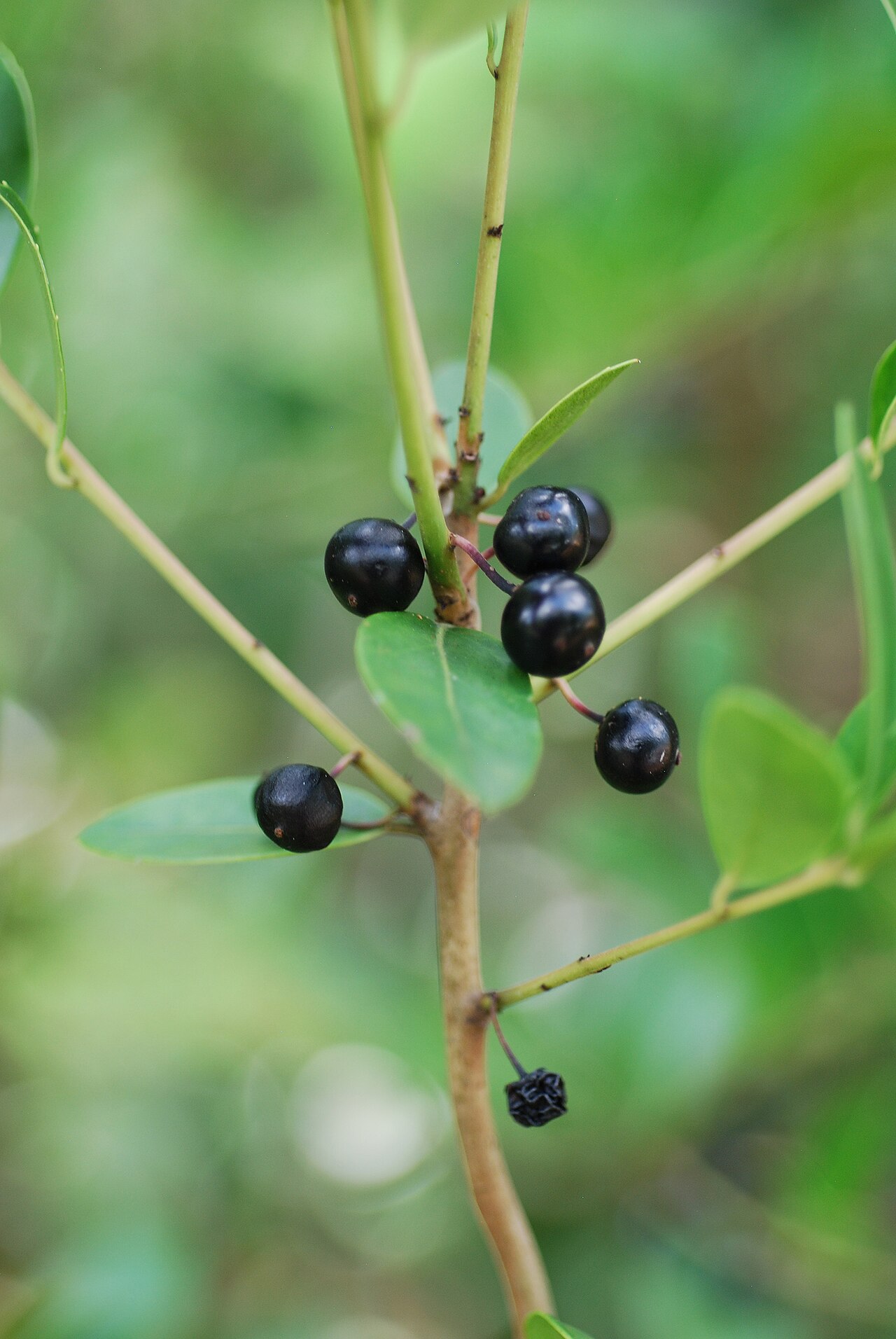 Large gallberry: Ilex coriacea