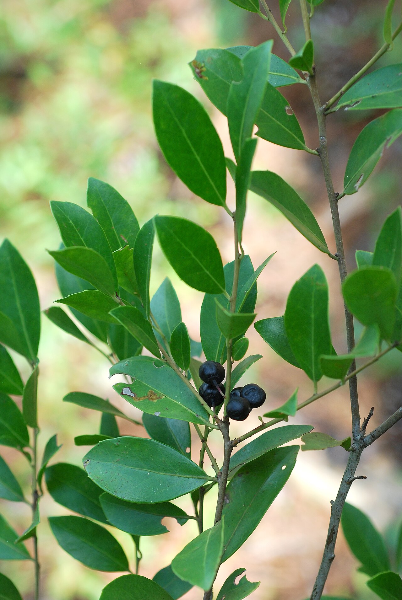 Large gallberry: Ilex coriacea