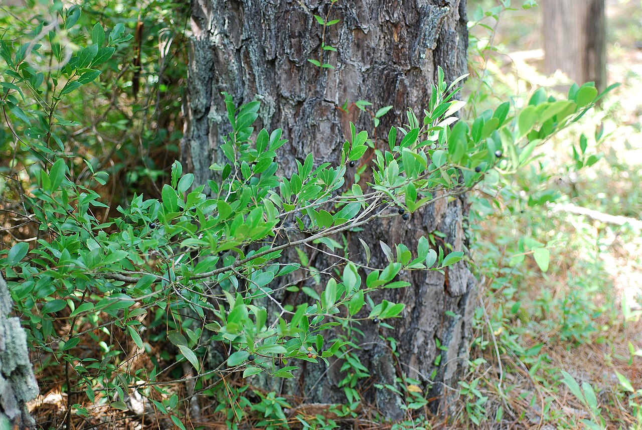 Large gallberry: Ilex coriacea