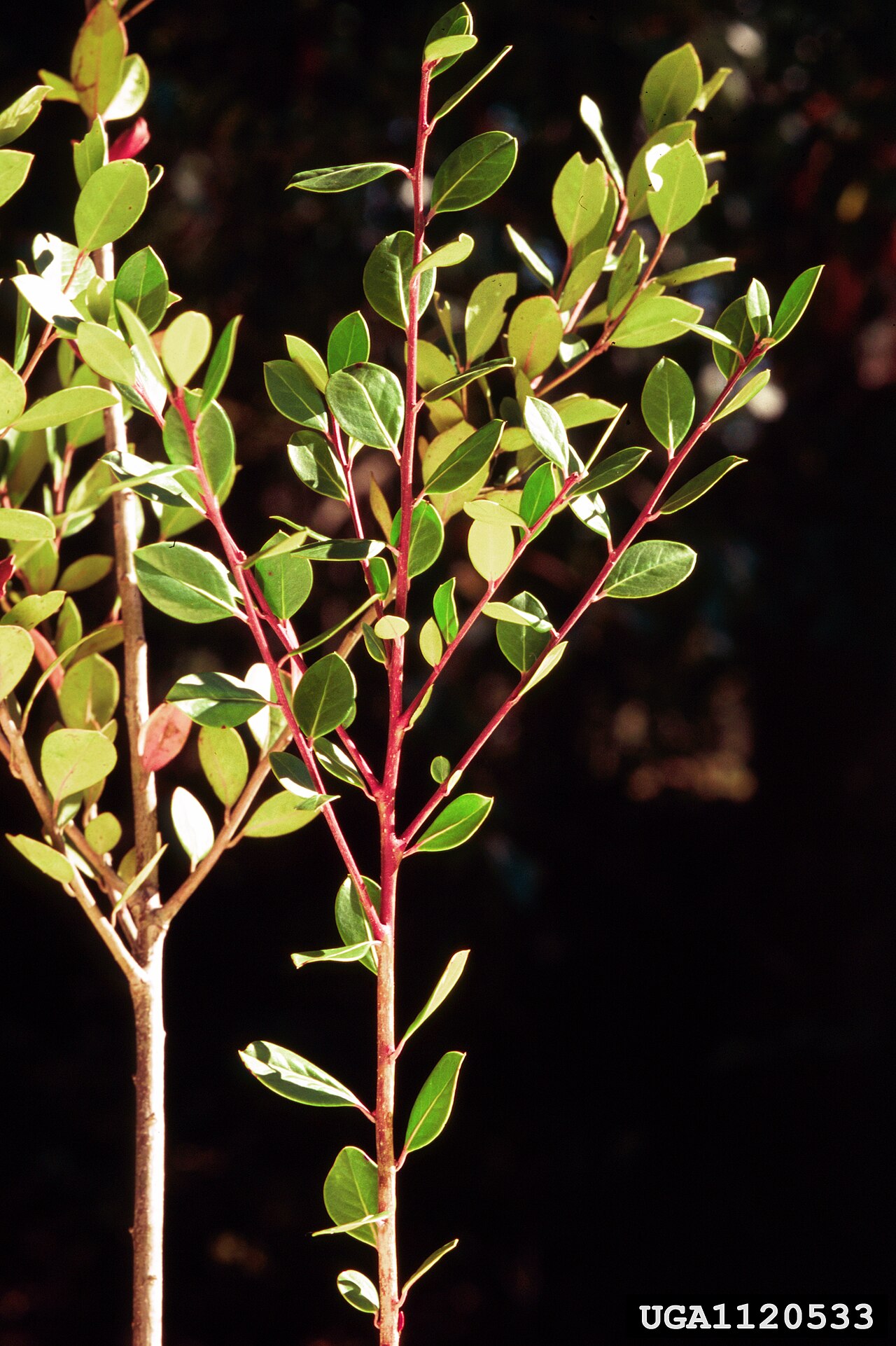 Large gallberry: Ilex coriacea . October. Photo from Forest Plants of the Southeast and Their Wildlife Uses by J.H. Miller and K.V. Miller, published by The University of Georgi