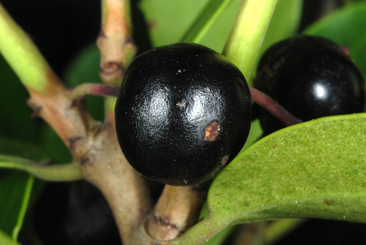 Large gallberry: Ilex coriacea
