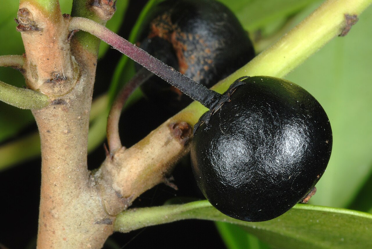 Large gallberry: Ilex coriacea
