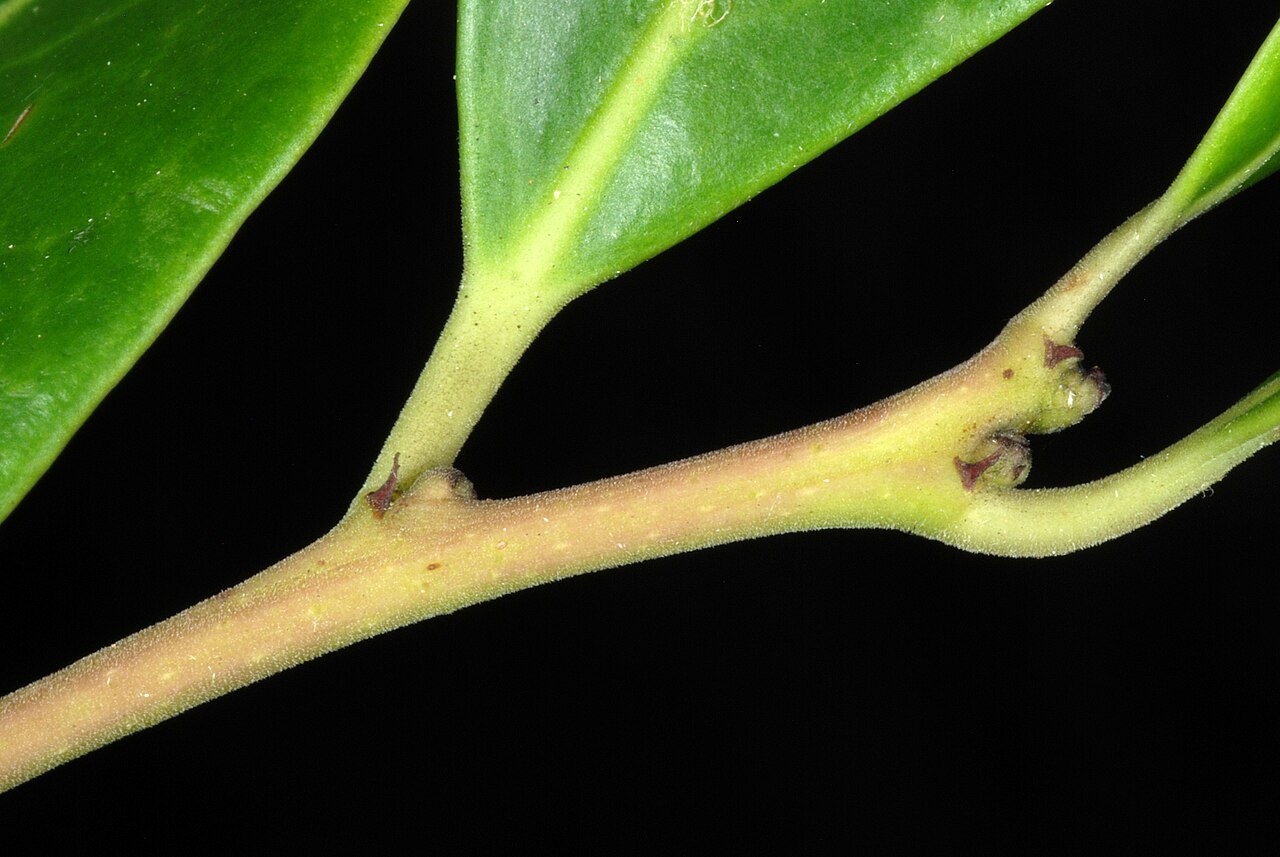 Large gallberry: Ilex coriacea