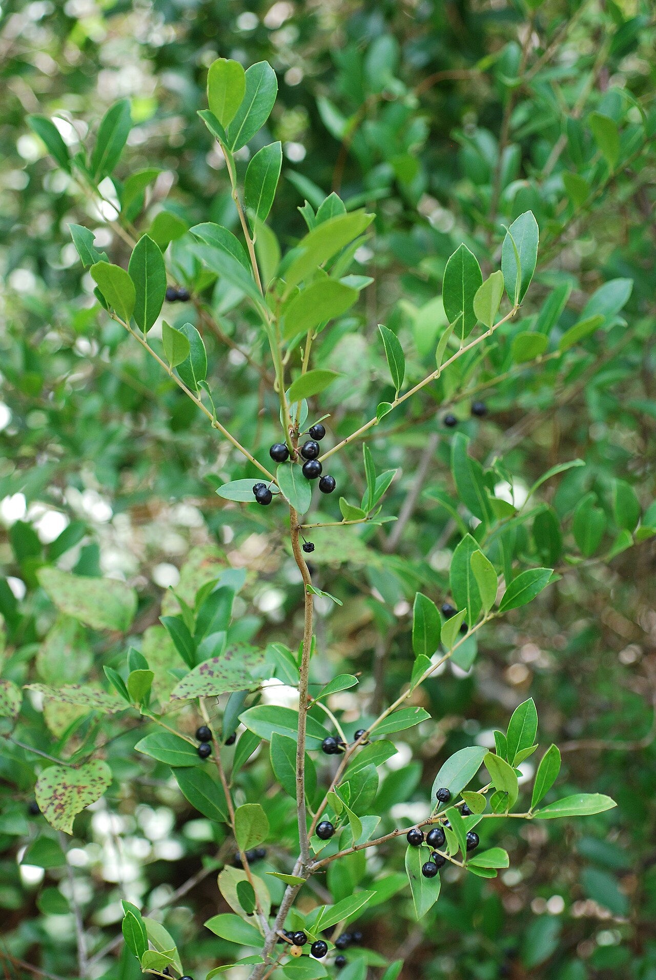 Large gallberry: Ilex coriacea