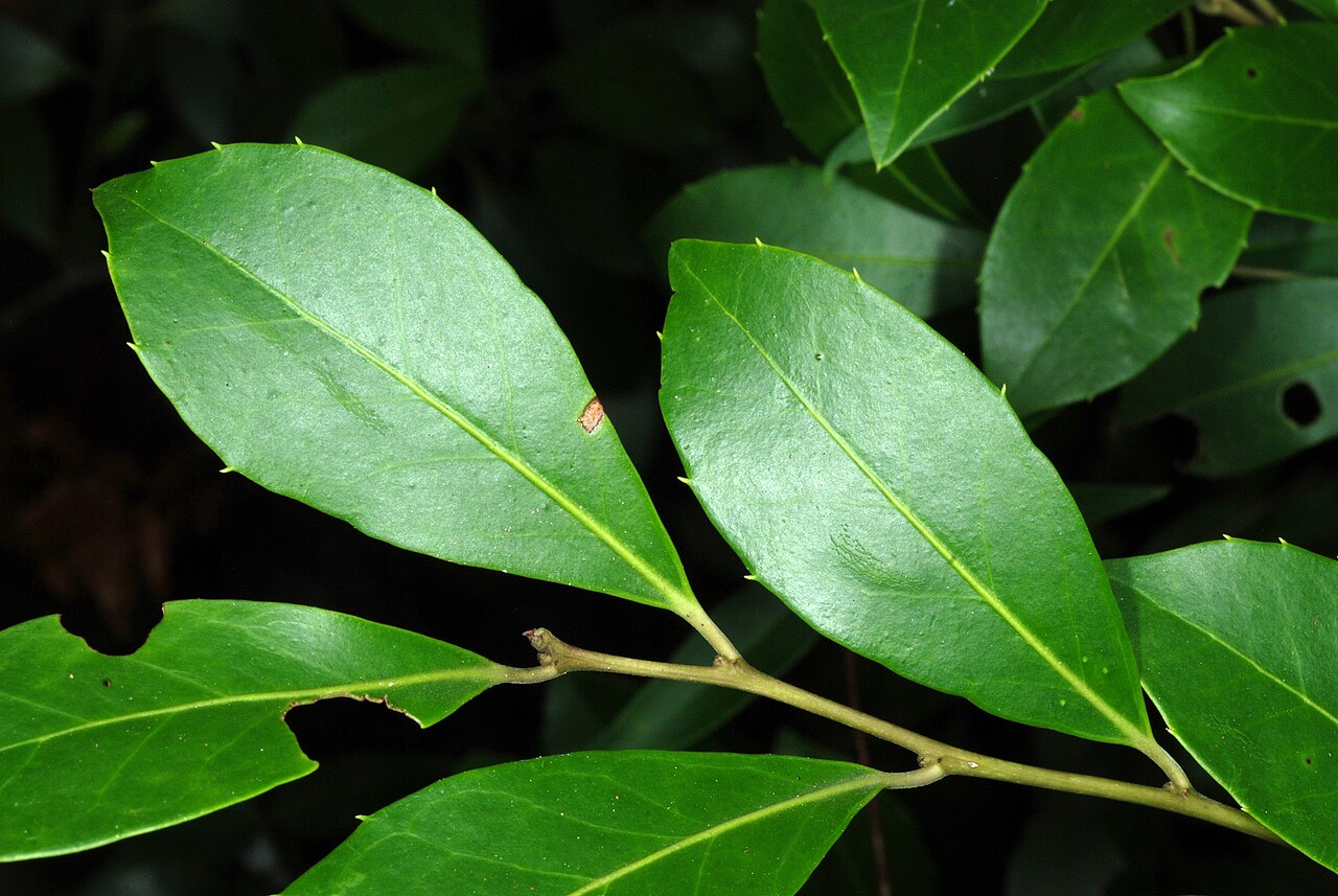 Large gallberry: Ilex coriacea