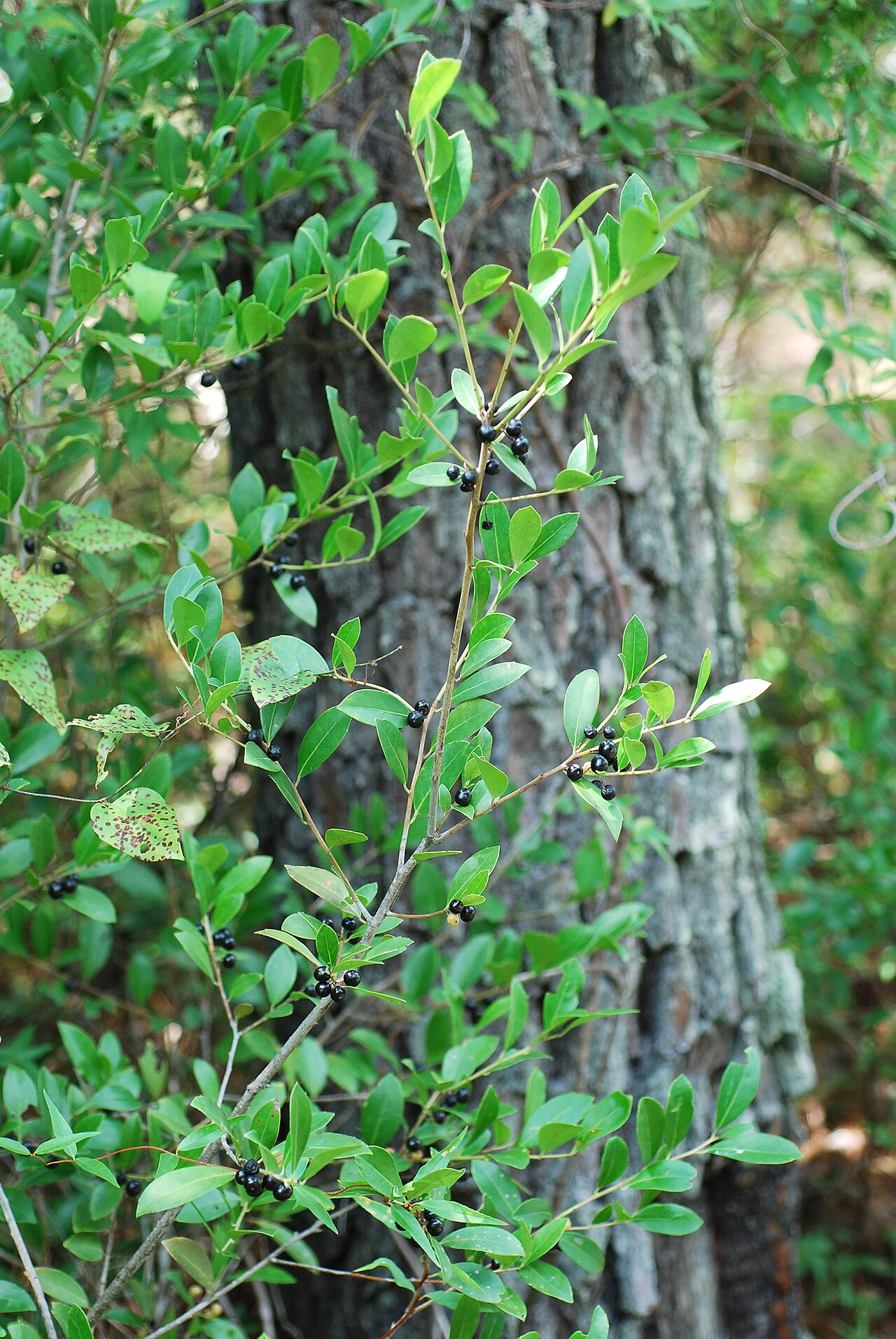 Large gallberry: Ilex coriacea