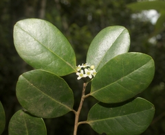 Ilex cubana (Ilex cubana)