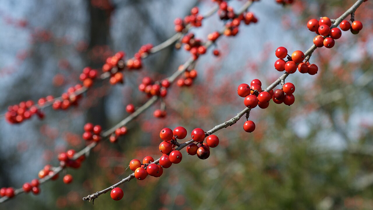 Possumhaw: Species from south-central and southeastern North America Common name: possumhaw Photographed in Two Rivers Park, Little Rock, Arkansas
