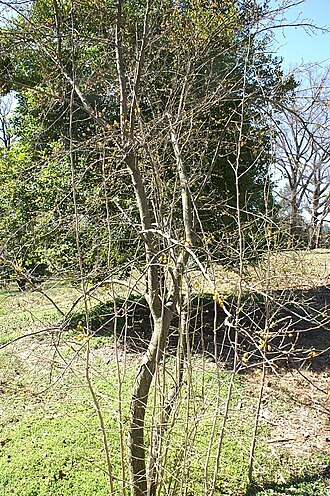 Possumhaw: Location taken: the United States National Arboretum, Washington D.C.. Names: Ilex decidua Walt., Deciduous Holly, Possum Haw, Possum Haw Holly, Possumha Classi