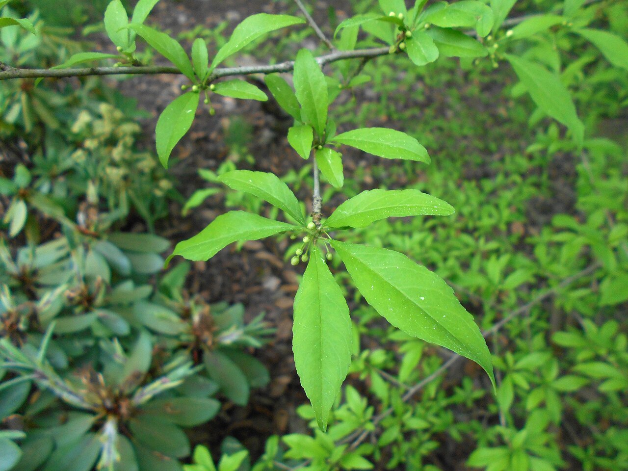 Possumhaw: Ilex decidua , Botanischer Garten Berlin.