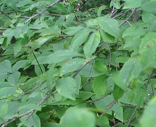 Possumhaw: Names: Ilex decidua Walt., Deciduous Holly, Possum Haw, Possum Haw Holly, Possumha Classification: Plantae > Magnoliophyta > Magnoliopsida > Aquifoliales > Aqui