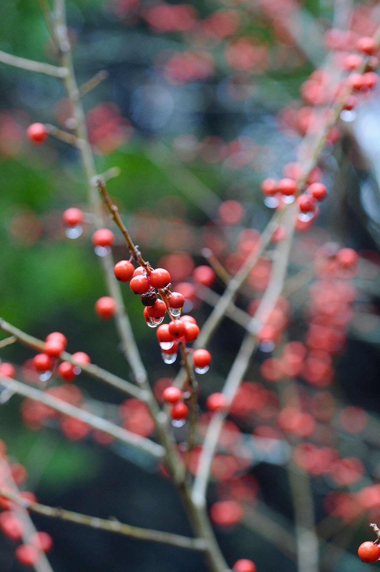 Possumhaw: Possumhaw, Cedar Ridge Preserve, Dallas, Dallas County, February 2020