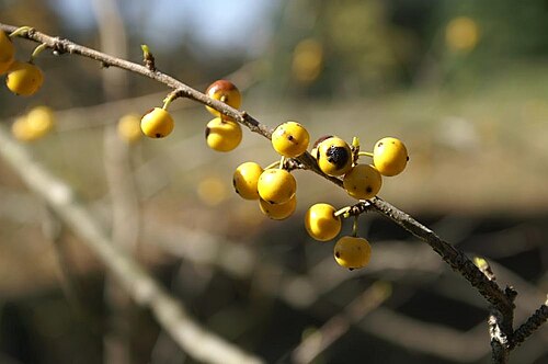 Possumhaw: Location taken: the United States National Arboretum, Washington D.C.. Names: Ilex decidua Walt., Deciduous Holly, Possum Haw, Possum Haw Holly, Possumha Classi