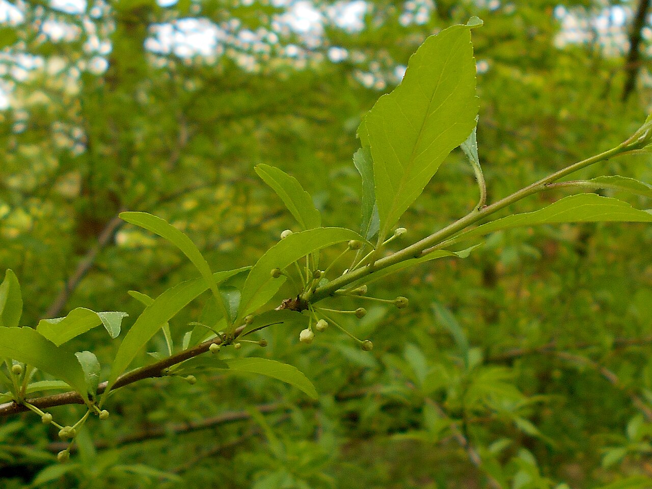 Possumhaw: Ilex decidua , Botanischer Garten Berlin.