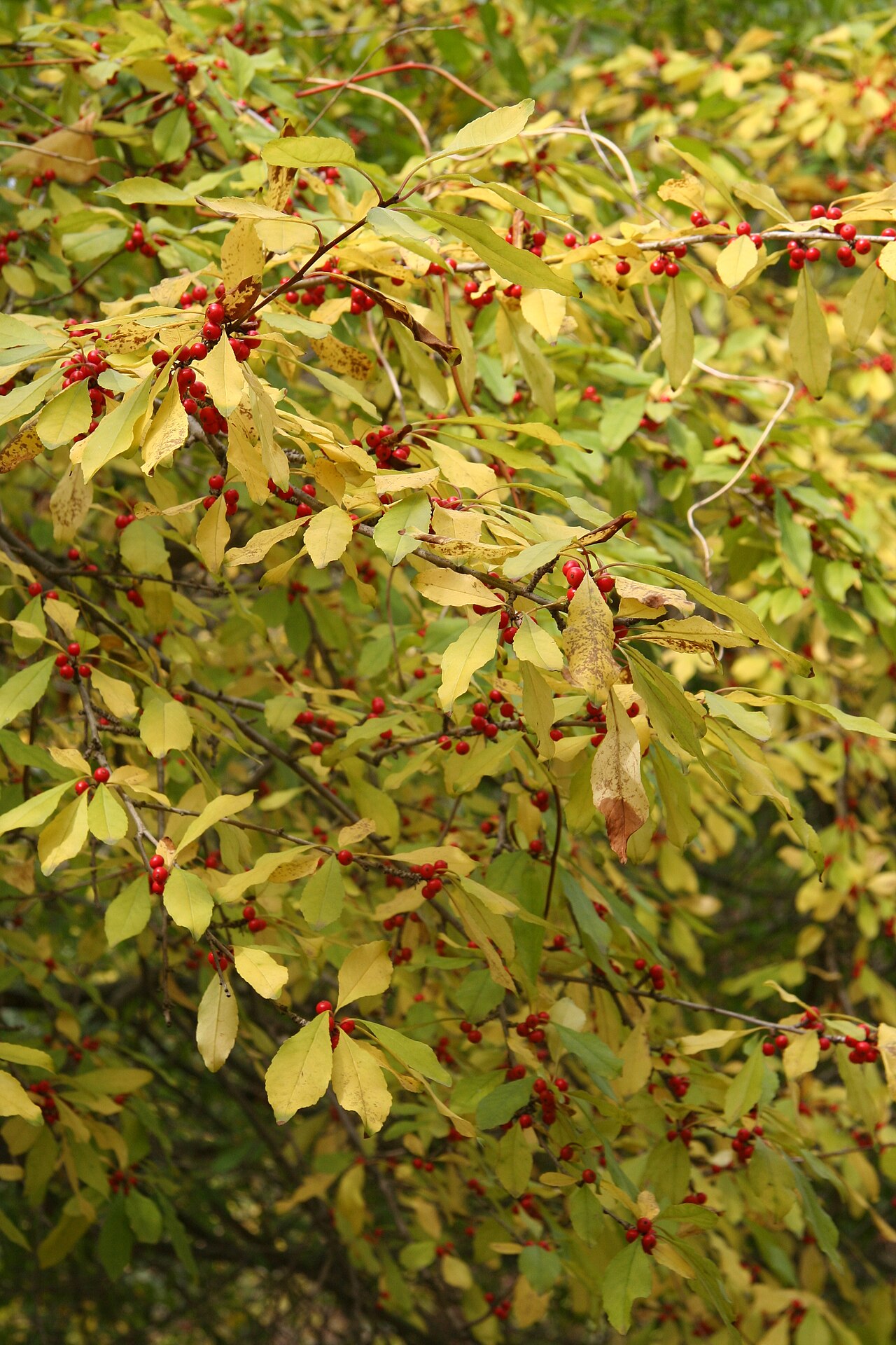 Possumhaw: Ilex decidua im Botanischen Garten Dresden