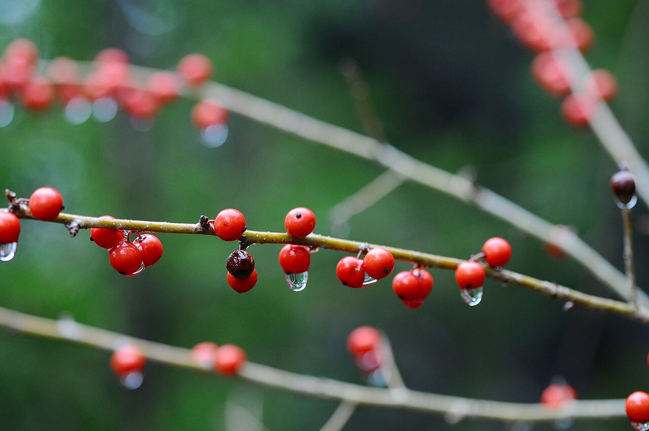 Possumhaw: Possumhaw, Cedar Ridge Preserve, Dallas, Dallas County, February 2020