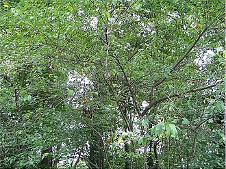 Possumhaw: Names: Ilex decidua Walt., Deciduous Holly, Possum Haw, Possum Haw Holly, Possumha Classification: Plantae > Magnoliophyta > Magnoliopsida > Aquifoliales > Aqui