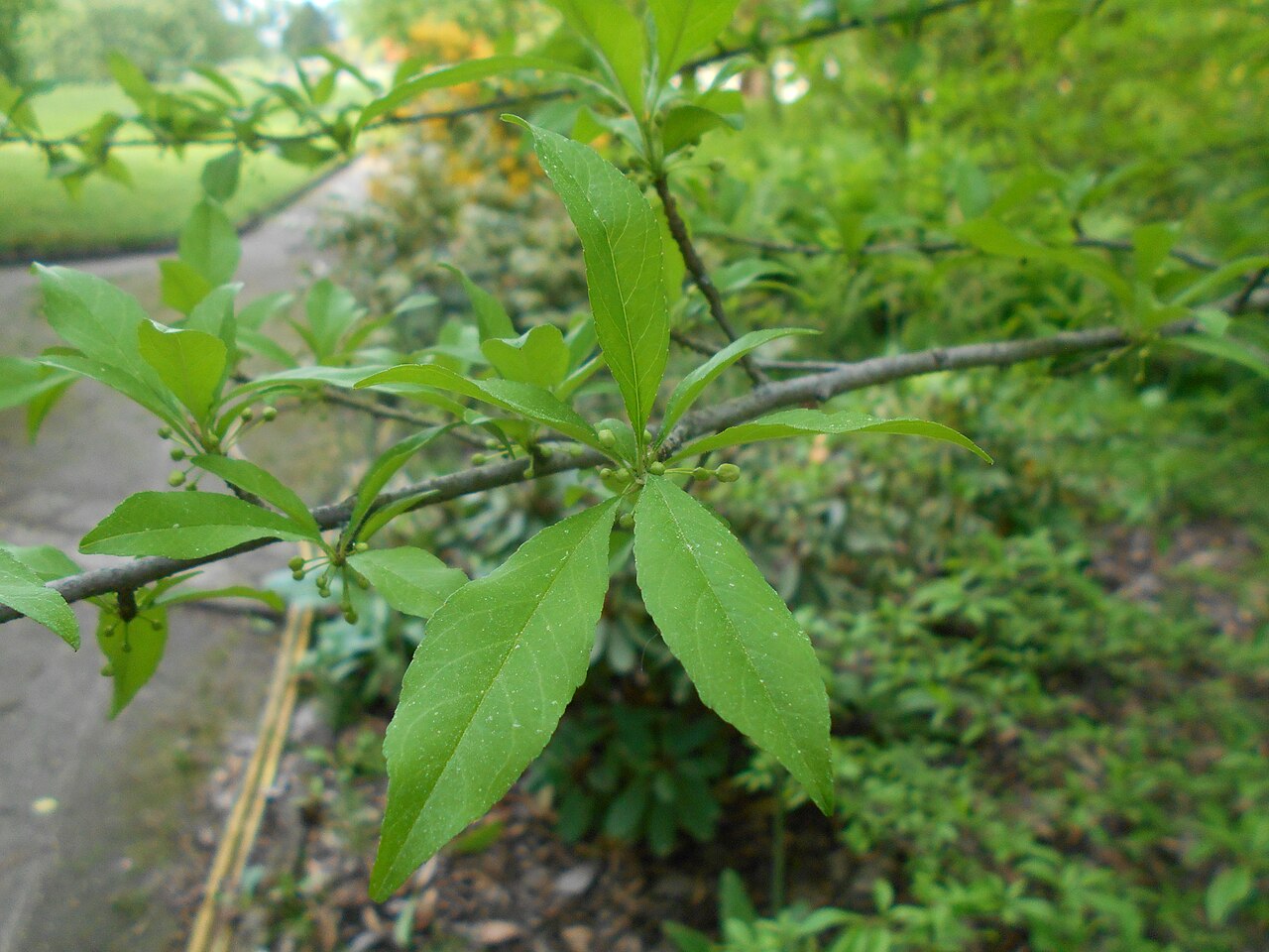 Possumhaw: Ilex decidua , Botanischer Garten Berlin.