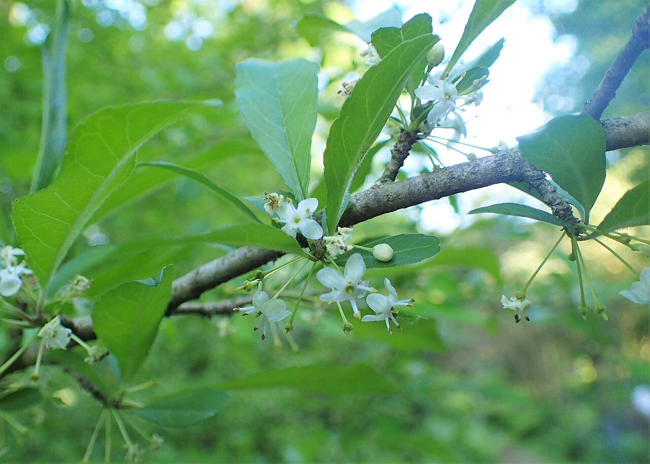 Possumhaw: Ilex decidua in the Botanischer Garten, Berlin-Dahlem