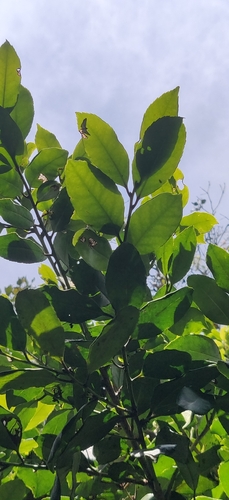 Ilex denticulata (Ilex denticulata)
