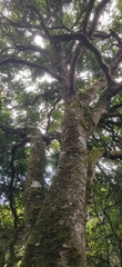 Ilex denticulata (Ilex denticulata)