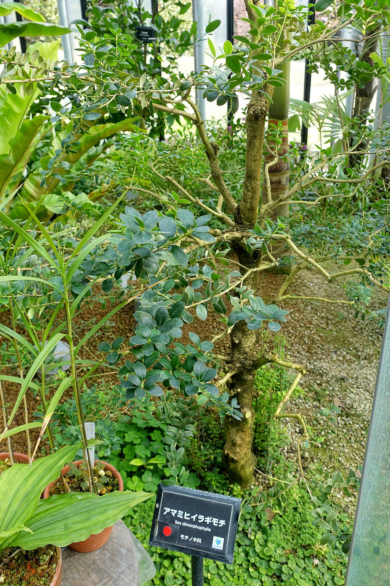 Ilex dimorphophylla: Botanical specimen in the Shinjuku Gyo-en Greenhouse - Tokyo, Japan.