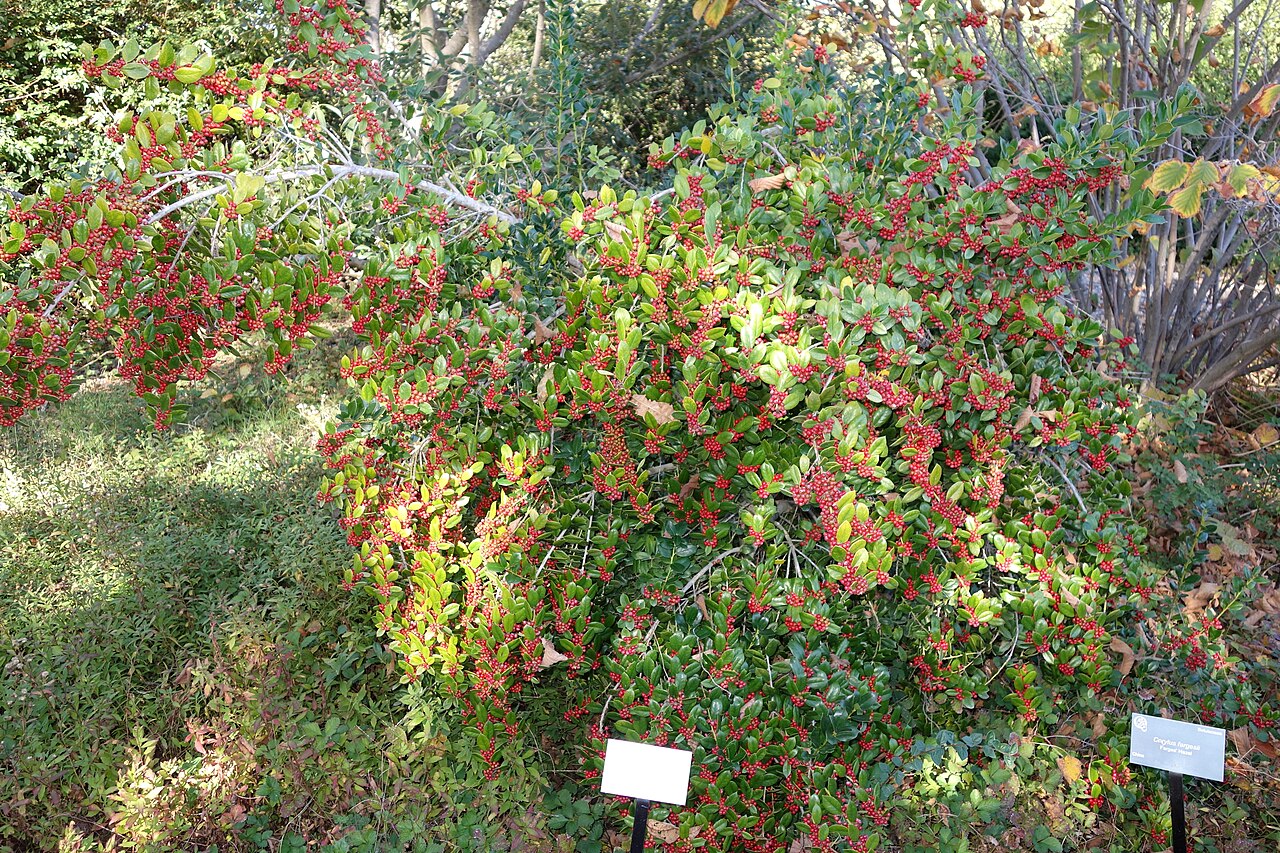 Ilex dimorphophylla: Botanical specimen in Quarryhill Botanical Garden, Glen Ellen, California, USA.