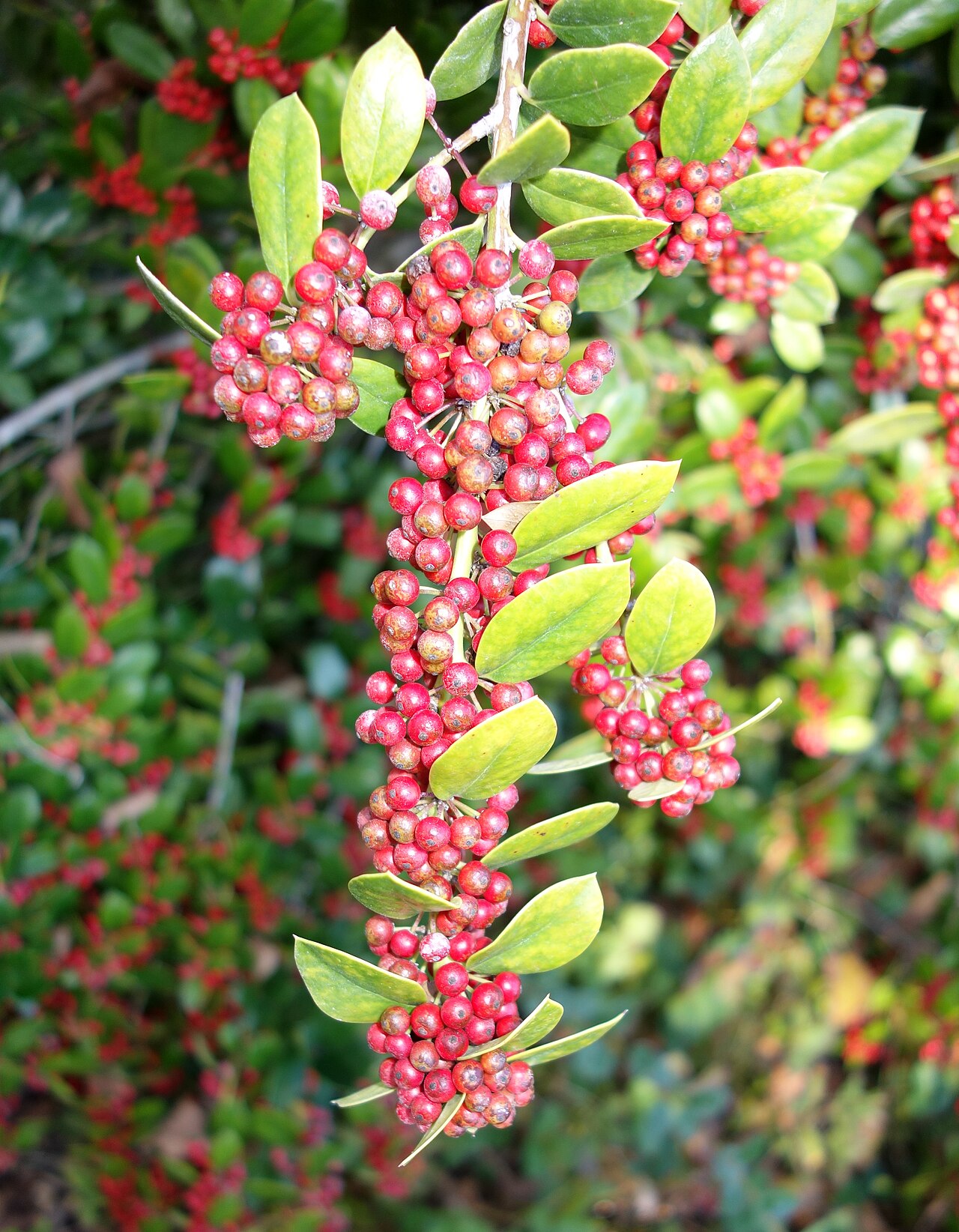 Ilex dimorphophylla: Botanical specimen in Quarryhill Botanical Garden, Glen Ellen, California, USA.