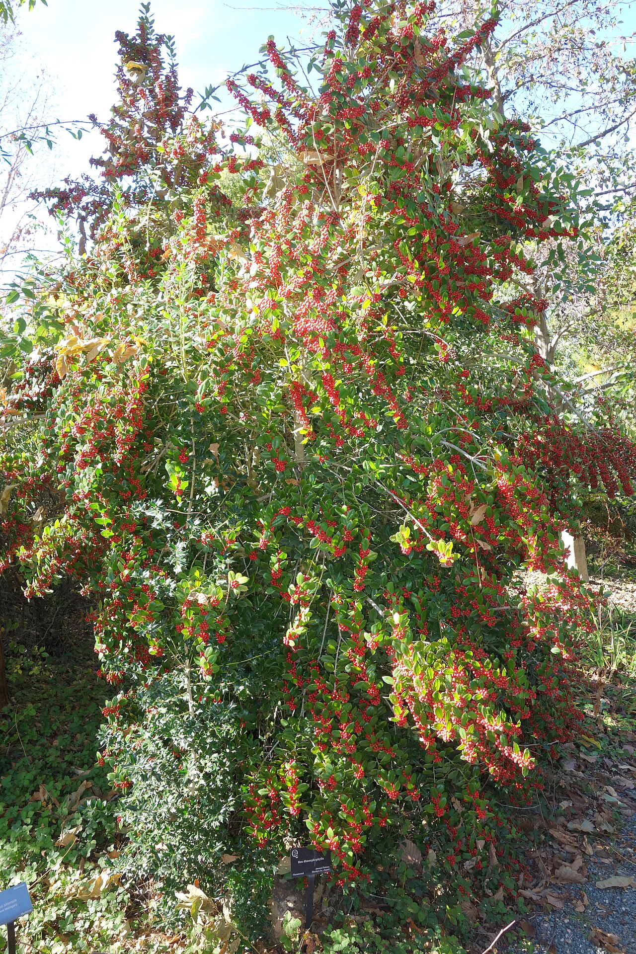 Ilex dimorphophylla: Botanical specimen in Quarryhill Botanical Garden, Glen Ellen, California, USA.