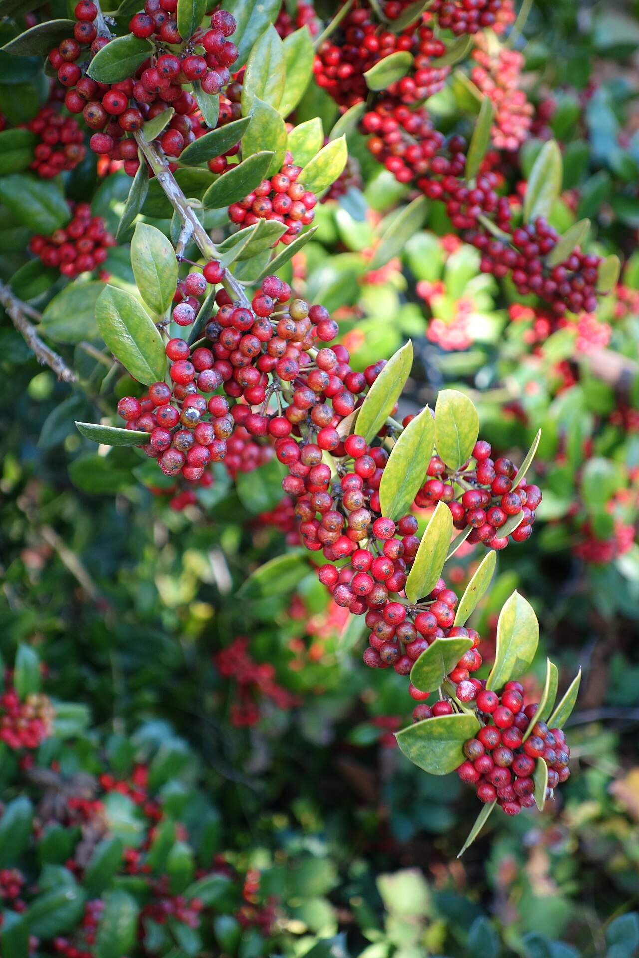 Ilex dimorphophylla: Botanical specimen in Quarryhill Botanical Garden, Glen Ellen, California, USA.