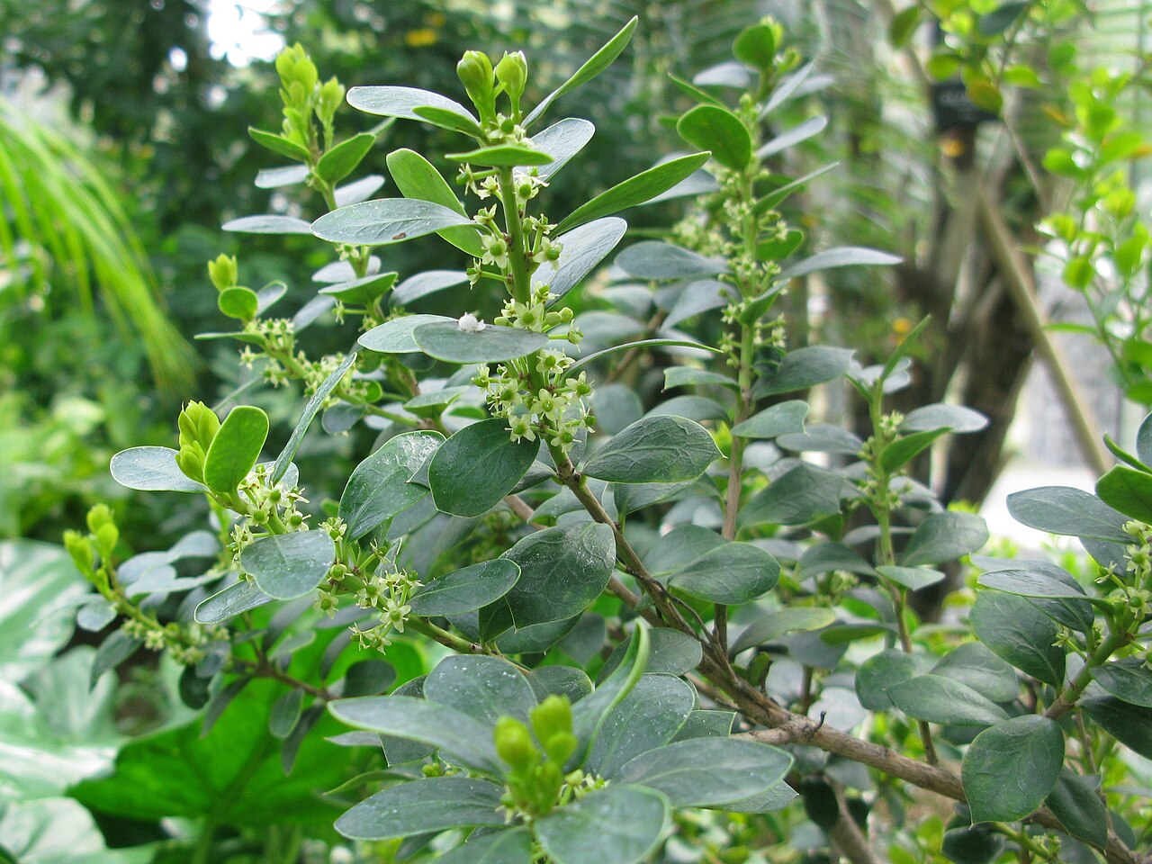 Ilex dimorphophylla: Ilex dimorphophylla , Shinjuku Gyoen National Garden, greenhouse, Tokyo, Japan