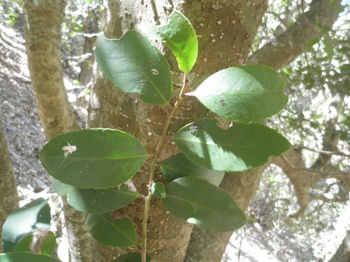 Ilex discolor (Ilex discolor)