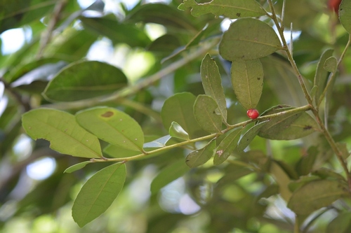 Ilex discolor (Ilex discolor)
