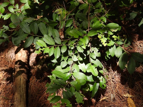 Ilex discolor (Ilex discolor)