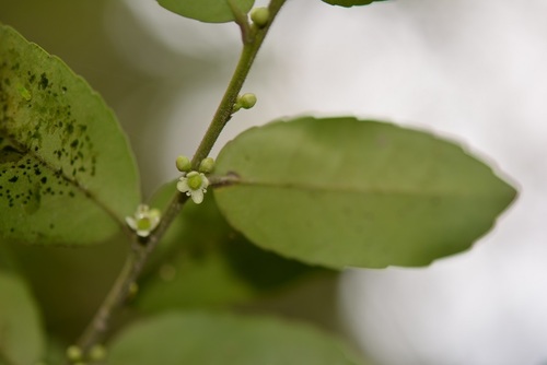 Ilex discolor (Ilex discolor)