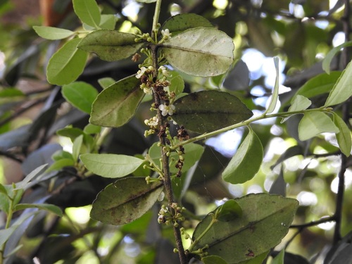 Ilex discolor (Ilex discolor)
