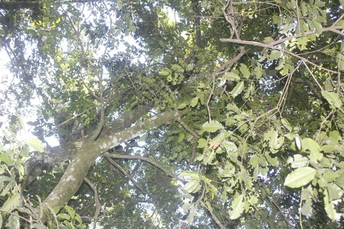 Ilex discolor (Ilex discolor)