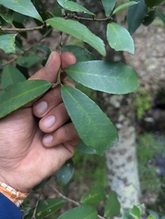 Ilex discolor (Ilex discolor)