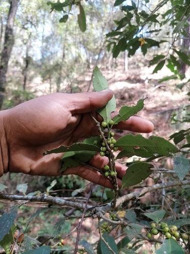 Ilex discolor (Ilex discolor)
